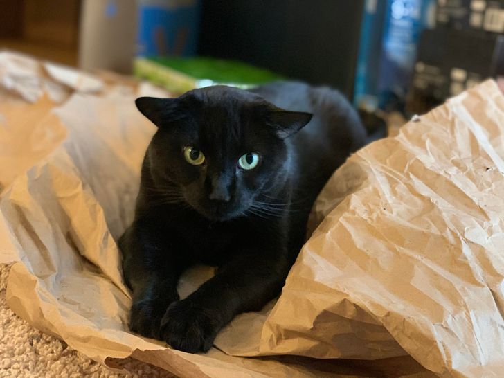 Illustration de l'article : 13 photos d'animaux qui ne se rendent pas compte à quel point ils sont différents mais tellement craquants !
