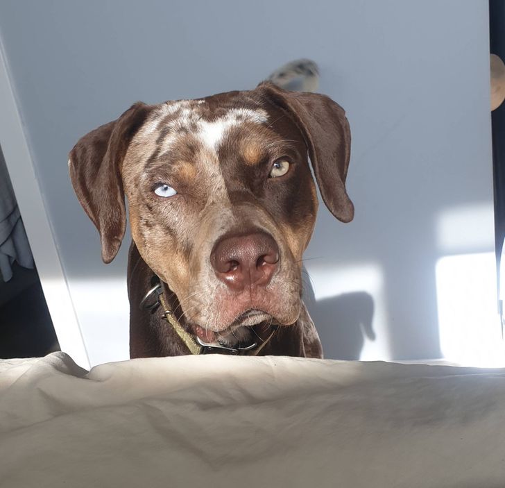 Illustration de l'article : 13 photos d'animaux qui ne se rendent pas compte à quel point ils sont différents mais tellement craquants !