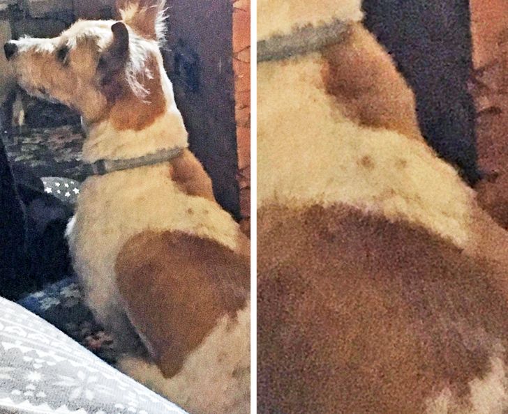 Illustration de l'article : 13 photos d'animaux qui ne se rendent pas compte à quel point ils sont différents mais tellement craquants !
