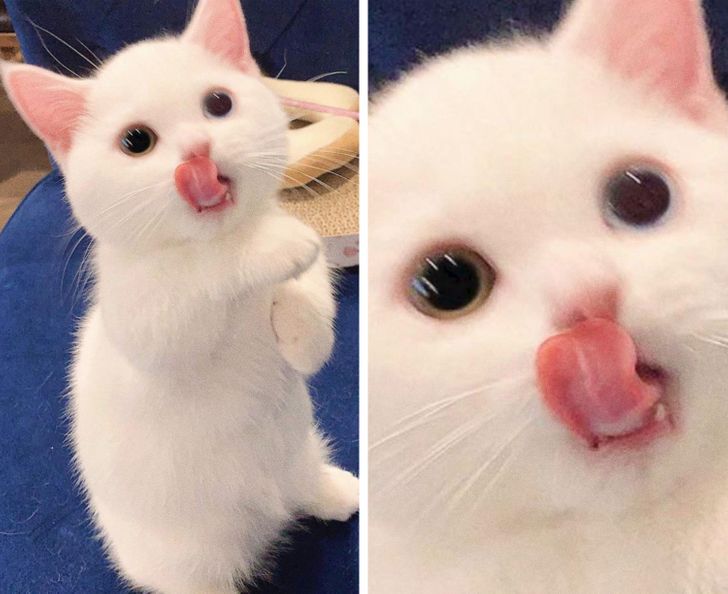 Illustration de l'article : 13 photos d'animaux qui ne se rendent pas compte à quel point ils sont différents mais tellement craquants !