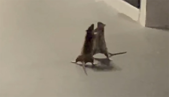Illustration de l'article : Incrédule, ce chat ne sait plus s'il doit agir ou non en voyant ces deux rats se battre à mains nues ! (vidéo)