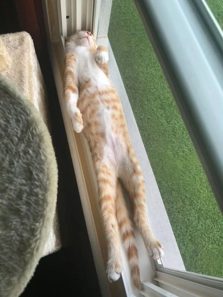 Illustration de l'article : 17 photos de chats adeptes du yoga qui font preuve d'une souplesse exceptionnelle !