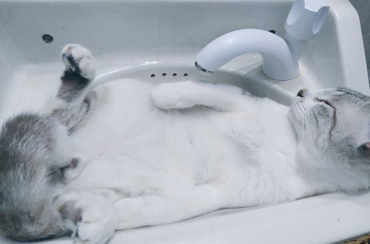 Illustration de l'article : 17 photos de chats adeptes du yoga qui font preuve d'une souplesse exceptionnelle !