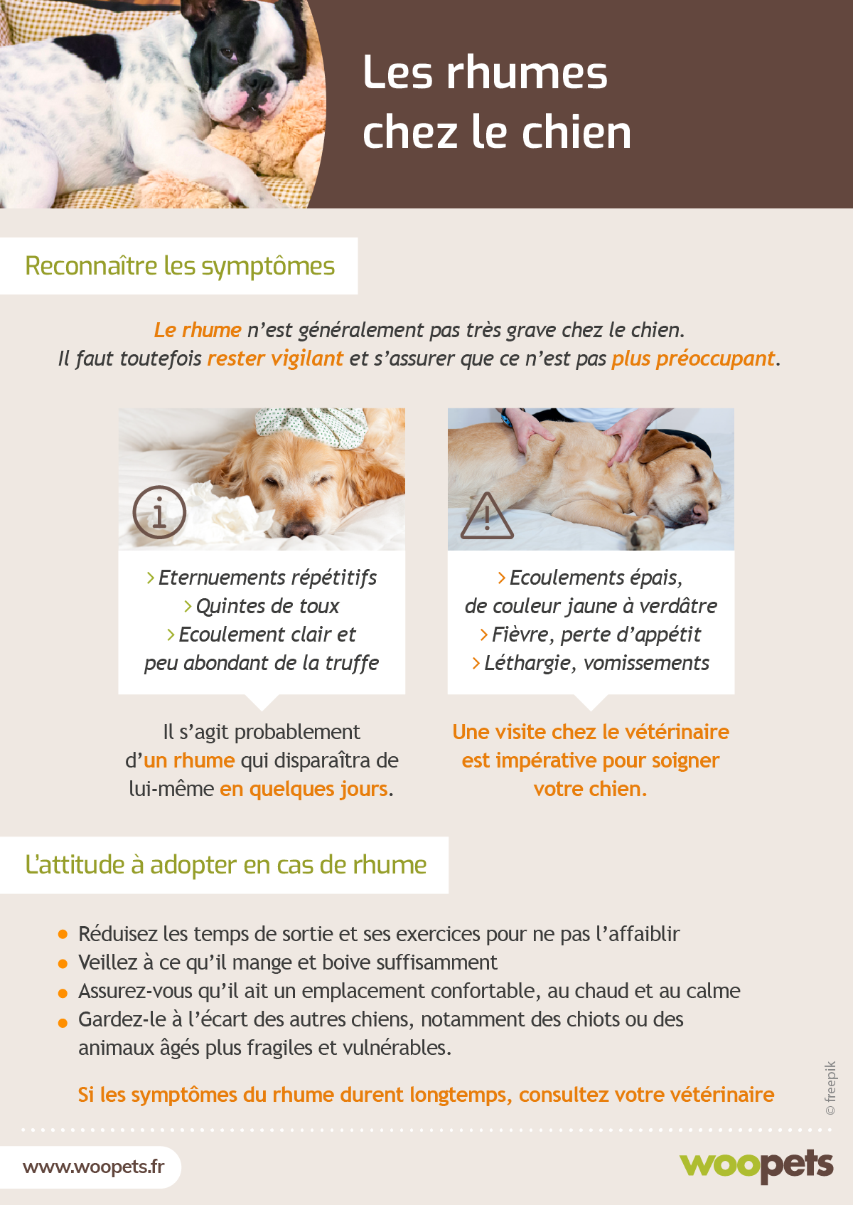 Les rhumes chez le chien : symptômes et bons réflexes