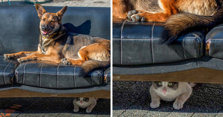 Illustration de l'article : 16 photos d'animaux experts en cache-cache que vous ne trouveriez plus jamais ! 