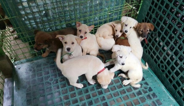 Illustration de l'article : Une association parcourt des milliers de kilomètres pour offrir une vie meilleure à ces chiots initialement condamnés