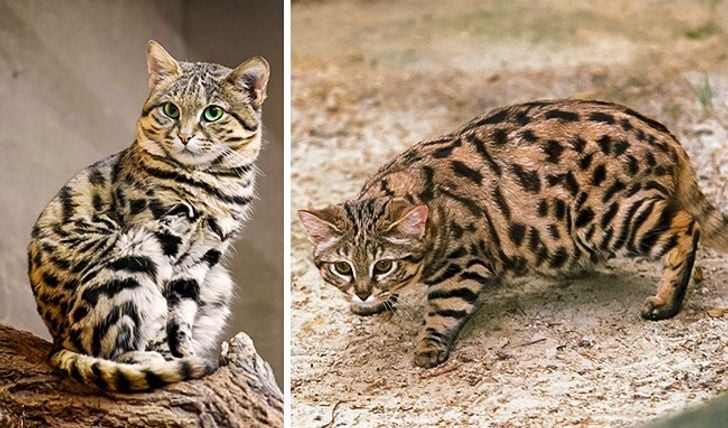 Illustration de l'article : 16 races de chats dont vous ignoriez probablement l'existence ! 