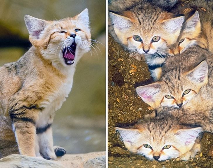 Illustration de l'article : 16 races de chats dont vous ignoriez probablement l'existence ! 