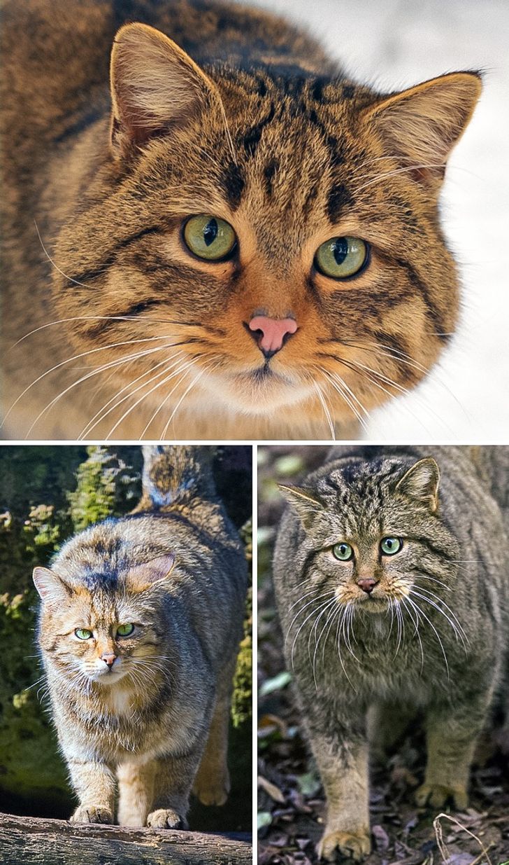 Illustration de l'article : 16 races de chats dont vous ignoriez probablement l'existence ! 