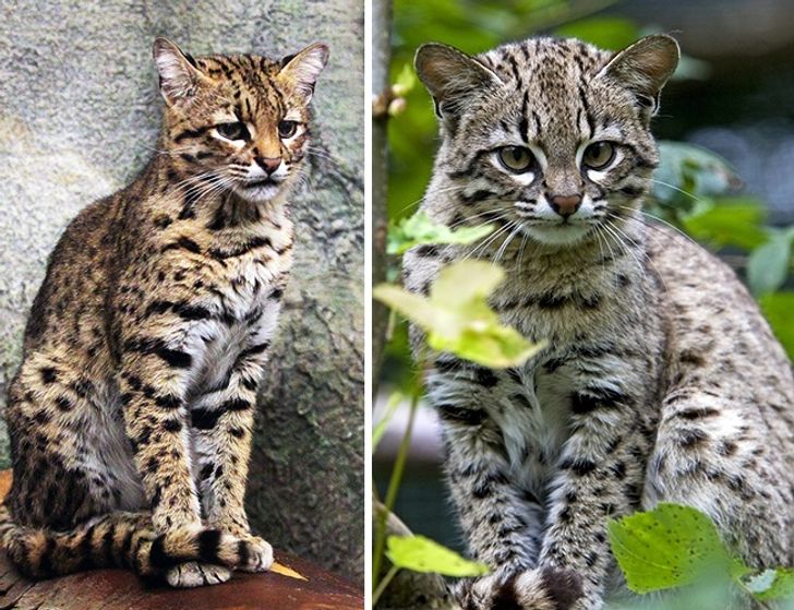 Illustration de l'article : 16 races de chats dont vous ignoriez probablement l'existence ! 