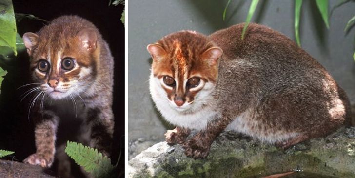 Illustration de l'article : 16 races de chats dont vous ignoriez probablement l'existence ! 