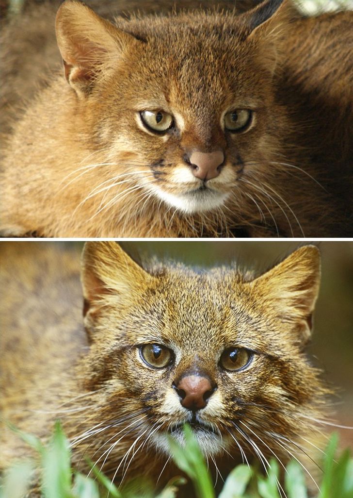 Illustration de l'article : 16 races de chats dont vous ignoriez probablement l'existence ! 