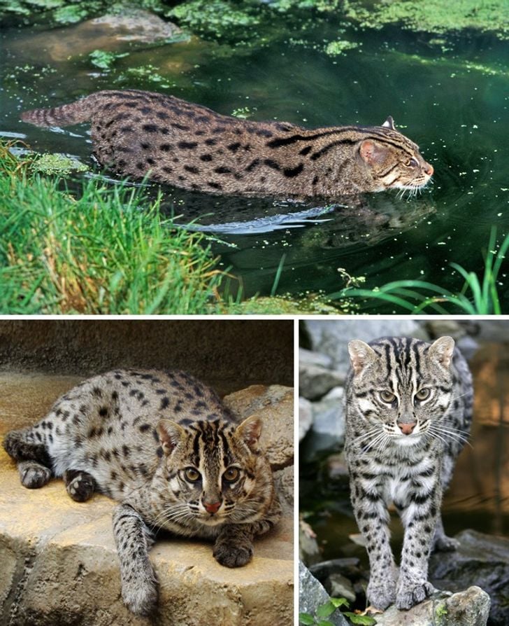 Illustration de l'article : 16 races de chats dont vous ignoriez probablement l'existence ! 
