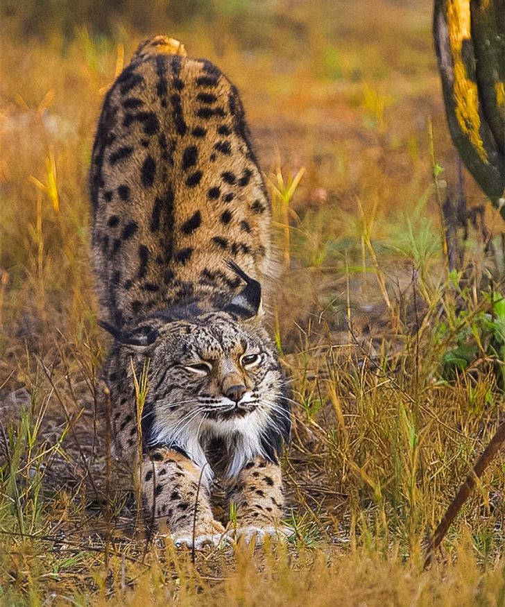 Illustration de l'article : 16 races de chats dont vous ignoriez probablement l'existence ! 