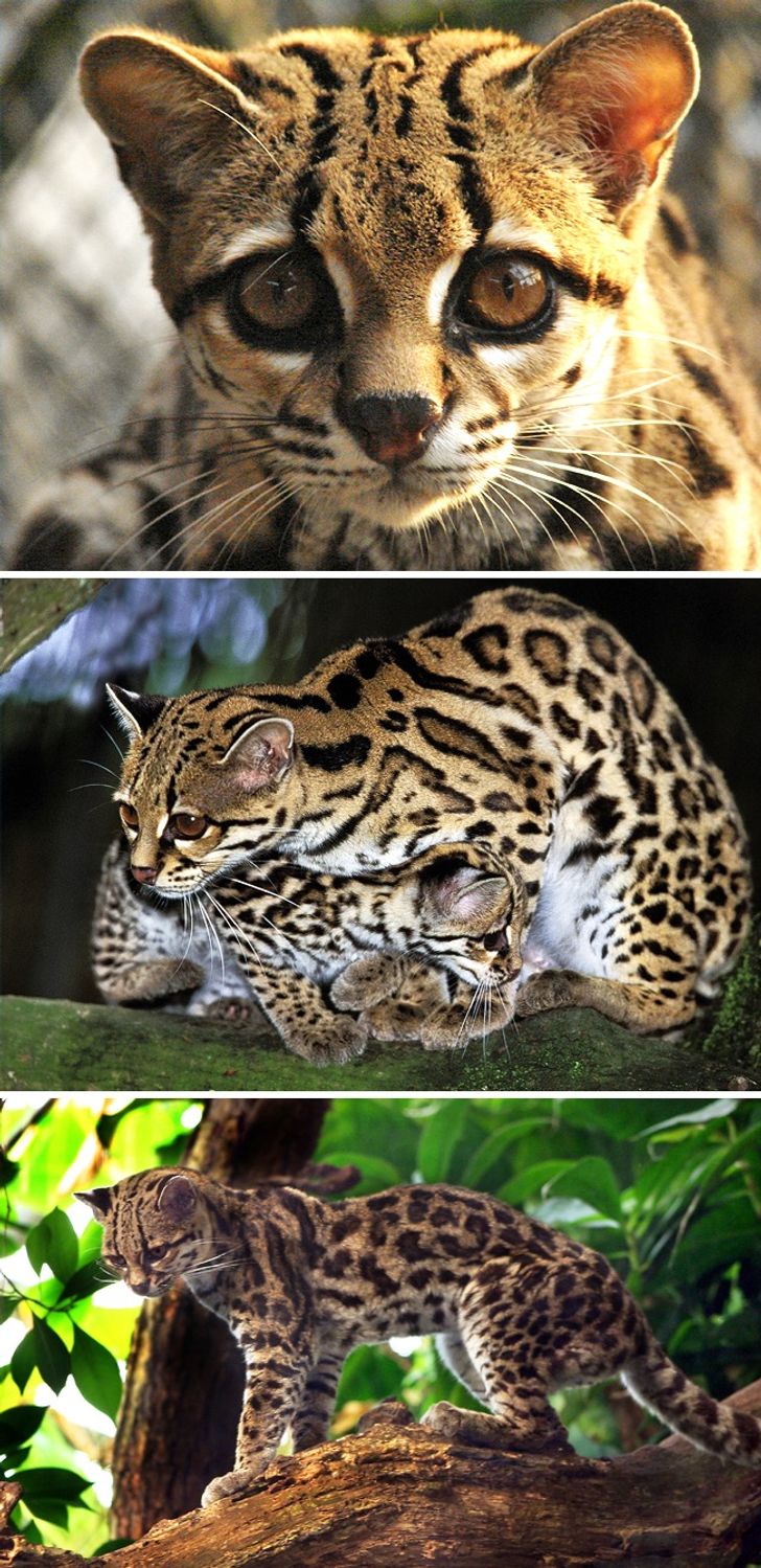 Illustration de l'article : 16 races de chats dont vous ignoriez probablement l'existence ! 