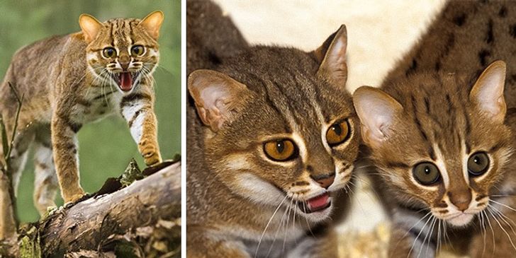 Illustration de l'article : 16 races de chats dont vous ignoriez probablement l'existence ! 