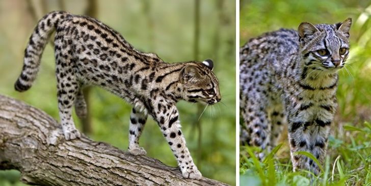 Illustration de l'article : 16 races de chats dont vous ignoriez probablement l'existence ! 