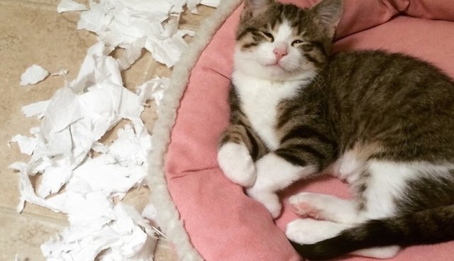 Illustration de l'article : 13 photos de chats qui utilisent vos produits de tous les jours bien mieux que vous !