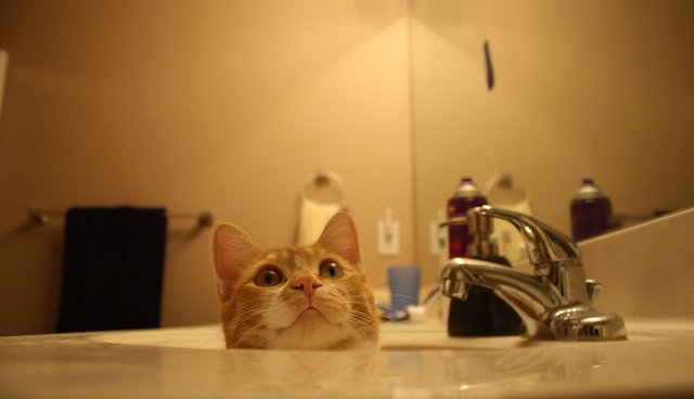 Illustration de l'article : 13 photos de chats qui utilisent vos produits de tous les jours bien mieux que vous !