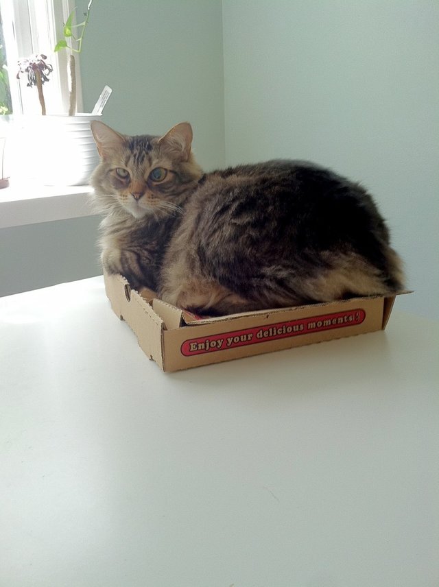 Illustration de l'article : 13 photos de chats qui utilisent vos produits de tous les jours bien mieux que vous !