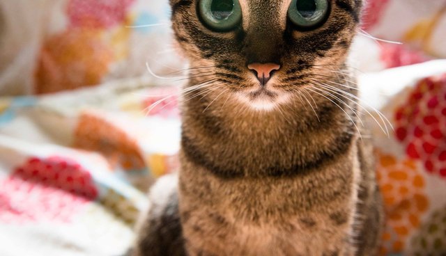 Illustration de l'article : 13 photos de chats qui utilisent vos produits de tous les jours bien mieux que vous !