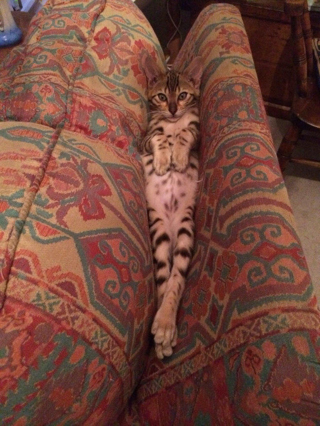 Illustration de l'article : 13 photos de chats qui utilisent vos produits de tous les jours bien mieux que vous !