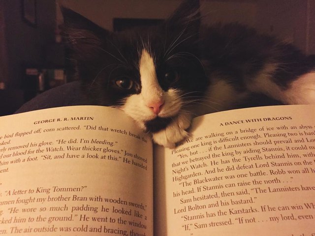 Illustration de l'article : 13 photos de chats qui utilisent vos produits de tous les jours bien mieux que vous !