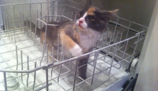 Illustration de l'article : 13 photos de chats qui utilisent vos produits de tous les jours bien mieux que vous !