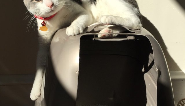 Illustration de l'article : 13 photos de chats qui utilisent vos produits de tous les jours bien mieux que vous !