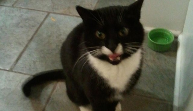 Illustration de l'article : 13 photos de chats qui utilisent vos produits de tous les jours bien mieux que vous !