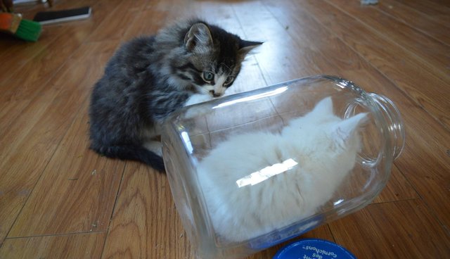 Illustration de l'article : 13 photos de chats qui utilisent vos produits de tous les jours bien mieux que vous !
