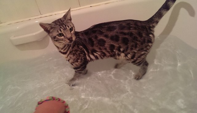 Illustration de l'article : 13 photos de chats qui utilisent vos produits de tous les jours bien mieux que vous !