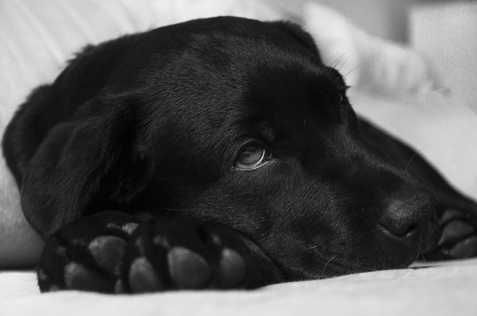 Illustration de l'article : Coronavirus : un chien testé positif, suffisant pour s’inquiéter ?