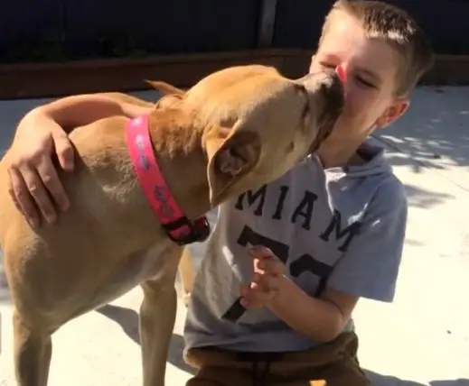 Illustration de l'article : La bénévole avait tout essayé en vain pour réconforter ce chien déprimé, puis a trouvé la solution miracle (vidéo)