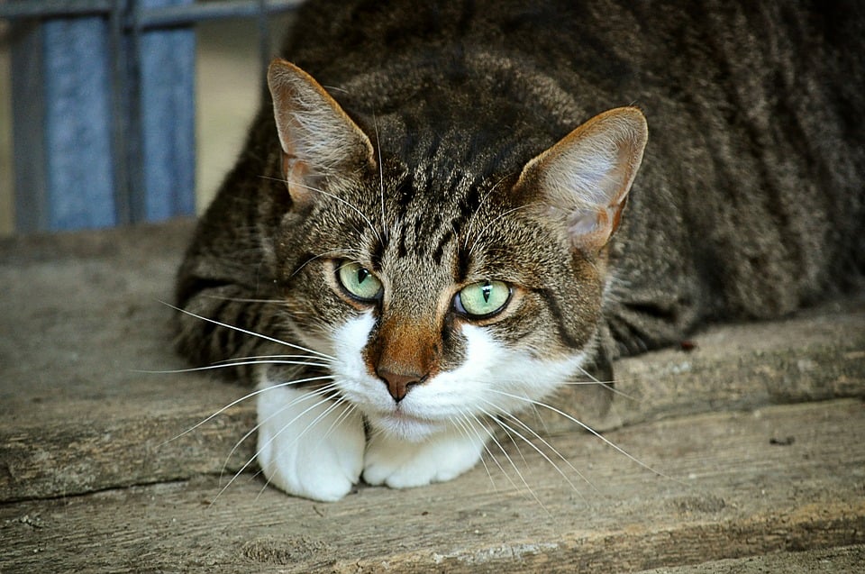 Pourquoi Beaucoup De Nos Chats Domestiques Ont Ils Des Pattes Blanches