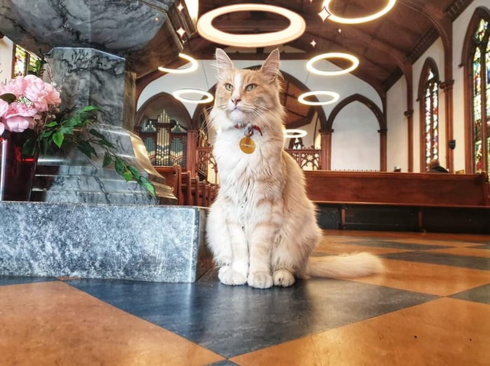 Illustration de l'article : Ce chat vit de tellement nombreuses aventures si bien qu'il est connu dans toute la Nouvelle-Zélande 
