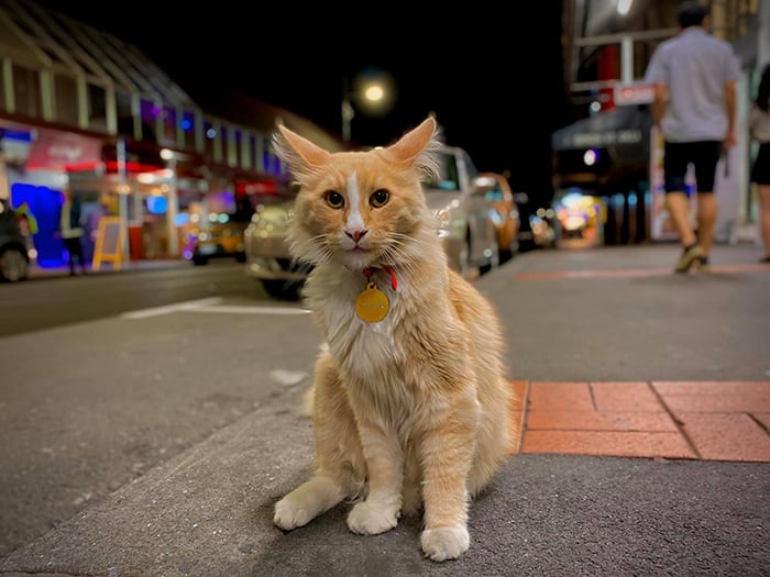 Illustration de l'article : Ce chat vit de tellement nombreuses aventures si bien qu'il est connu dans toute la Nouvelle-Zélande 