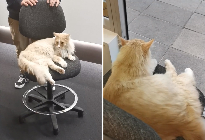 Illustration de l'article : Ce chat vit de tellement nombreuses aventures si bien qu'il est connu dans toute la Nouvelle-Zélande 