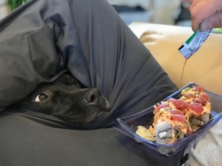 Illustration de l'article : 20 photos qui démontrent à quel point la vie change lorsque l'on a un animal de compagnie 