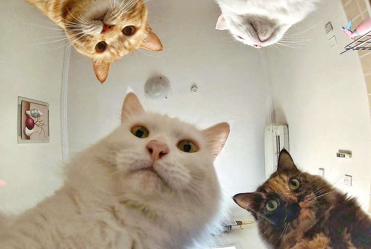 Illustration de l'article : 20 photos qui démontrent à quel point la vie change lorsque l'on a un animal de compagnie 