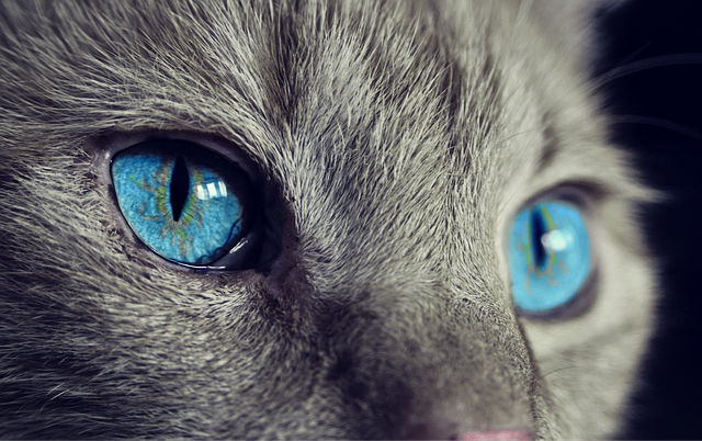 Illustration de l'article : 5 astuces pour améliorer la cohabitation entre vos chats