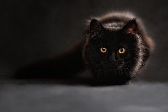 Illustration de l'article : 5 astuces pour améliorer la cohabitation entre vos chats