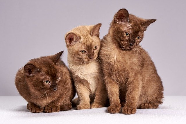 Illustration de l'article : 5 astuces pour améliorer la cohabitation entre vos chats