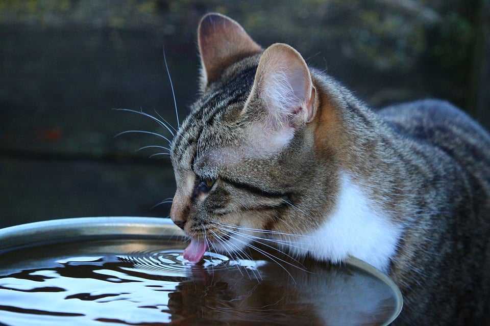 Illustration de l'article : 10 signes qui montrent que votre chat est malade