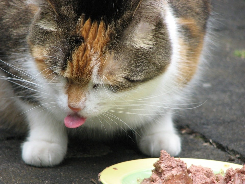 Illustration de l'article : 10 signes qui montrent que votre chat est malade