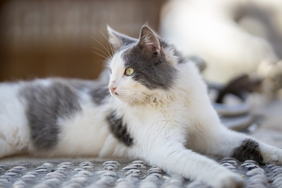 Illustration de l'article : 10 signes qui montrent que votre chat est malade