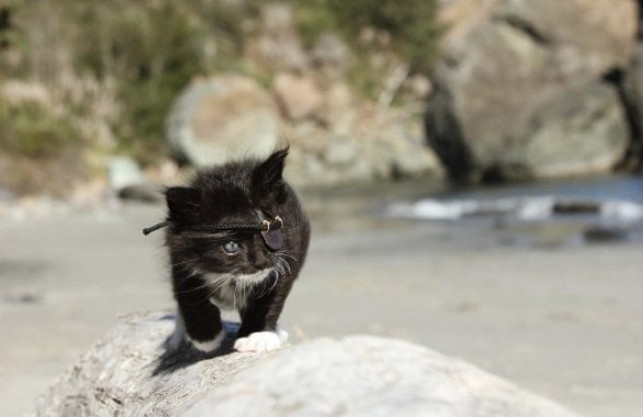 Illustration de l'article : Aveugle d'un oeil, ce chat reçoit un cache-oeil résumant le combat de sa vie