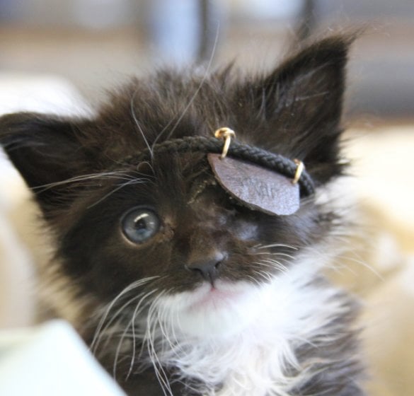 Illustration de l'article : Aveugle d'un oeil, ce chat reçoit un cache-oeil résumant le combat de sa vie