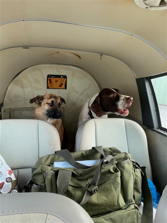 Illustration de l'article : Touché par le sort des animaux malades en période de pandémie, ce restaurateur bénévole utilise son avion pour leur trouver un refuge !