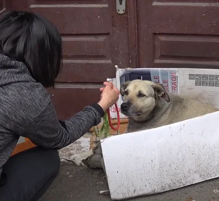 Illustration de l'article : Émue par le sort d'un chien errant vivant sur une pile de carton depuis 6 ans, elle stoppe ses vacances pour lui venir en aide ! 